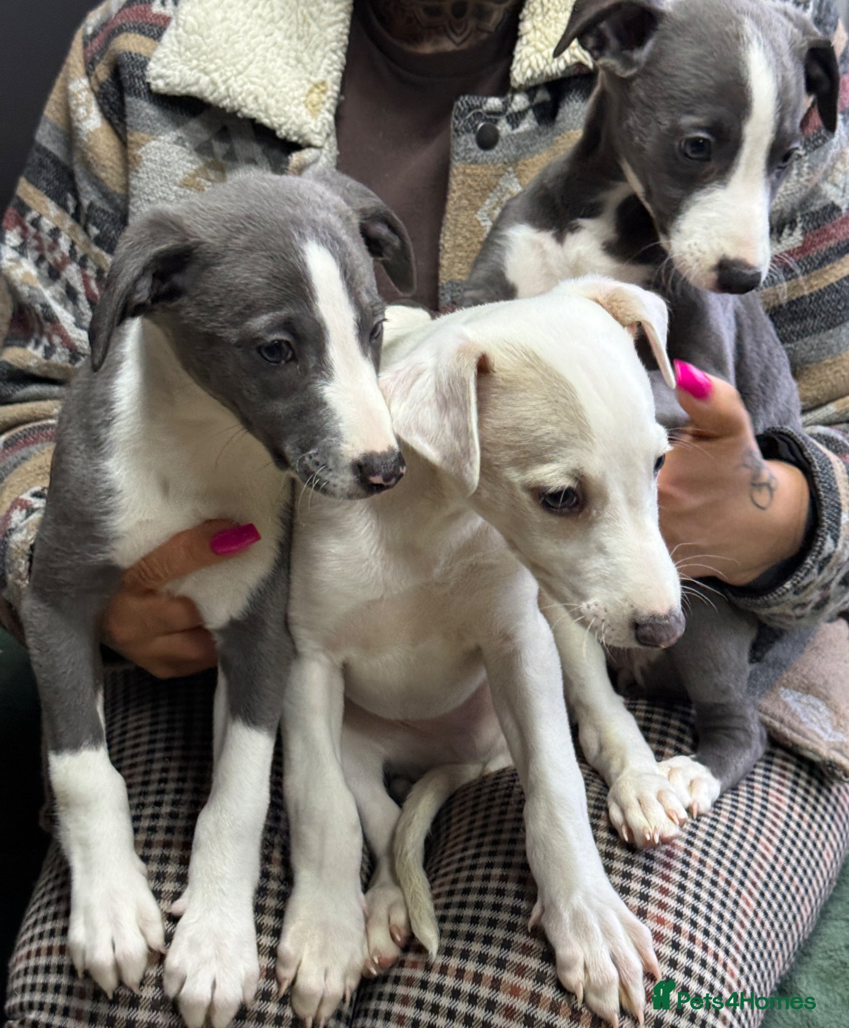 Whippet dogs READY NOW- Health checked  UNIQUE WHIPPETS  - Advert 2