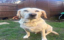 Labrador Retriever dogs for sale: Adorable, black Labrador puppy! - Image 8