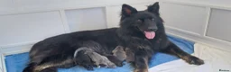 German Shepherd dogs for sale: KC health tested german shepherd puppies - Advert 7