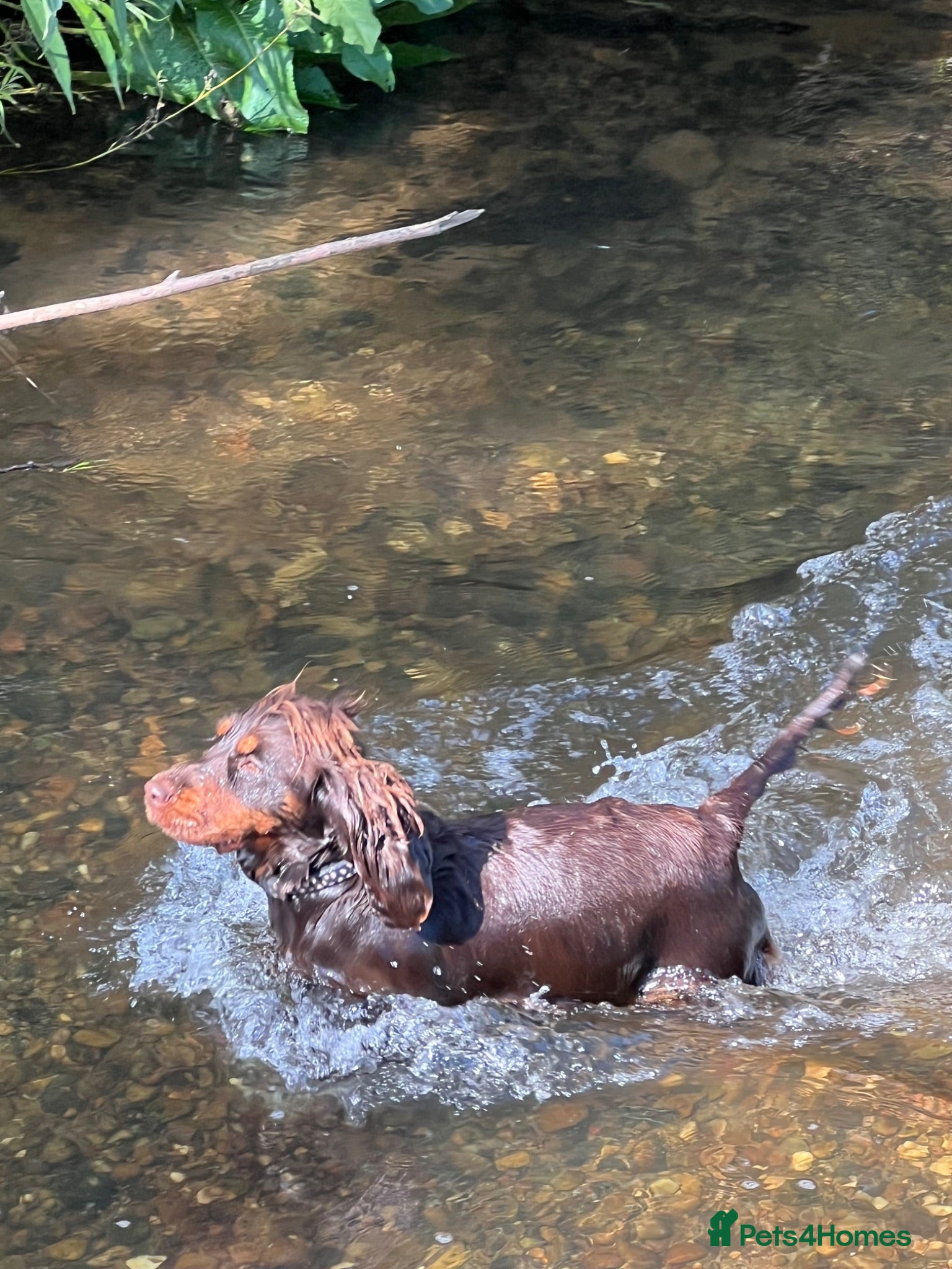 Cocker Spaniel dogs **LOVING HOME WANTED FOR MAGGIE COCKER SPANIEL**  - Advert 1