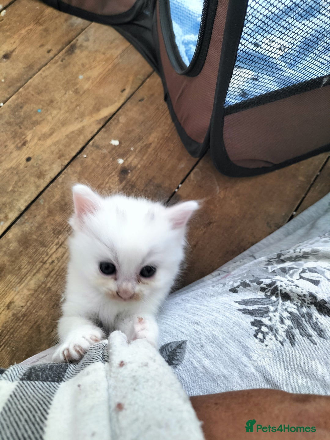 Turkish Angora cats for sale: beautiful Turkish Angora kitten 🌸 - Image 6
