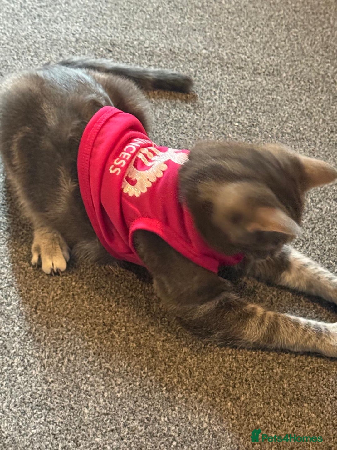 Domestic Shorthair cats for sale: 2 gorgeous kittens for sale - Image 12