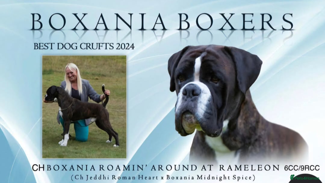 Boxer dogs for sale: Male pup available  - Advert 6