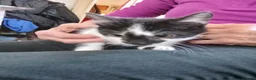 Mixed Breed cats for sale: Beautiful kittens - Advert 3