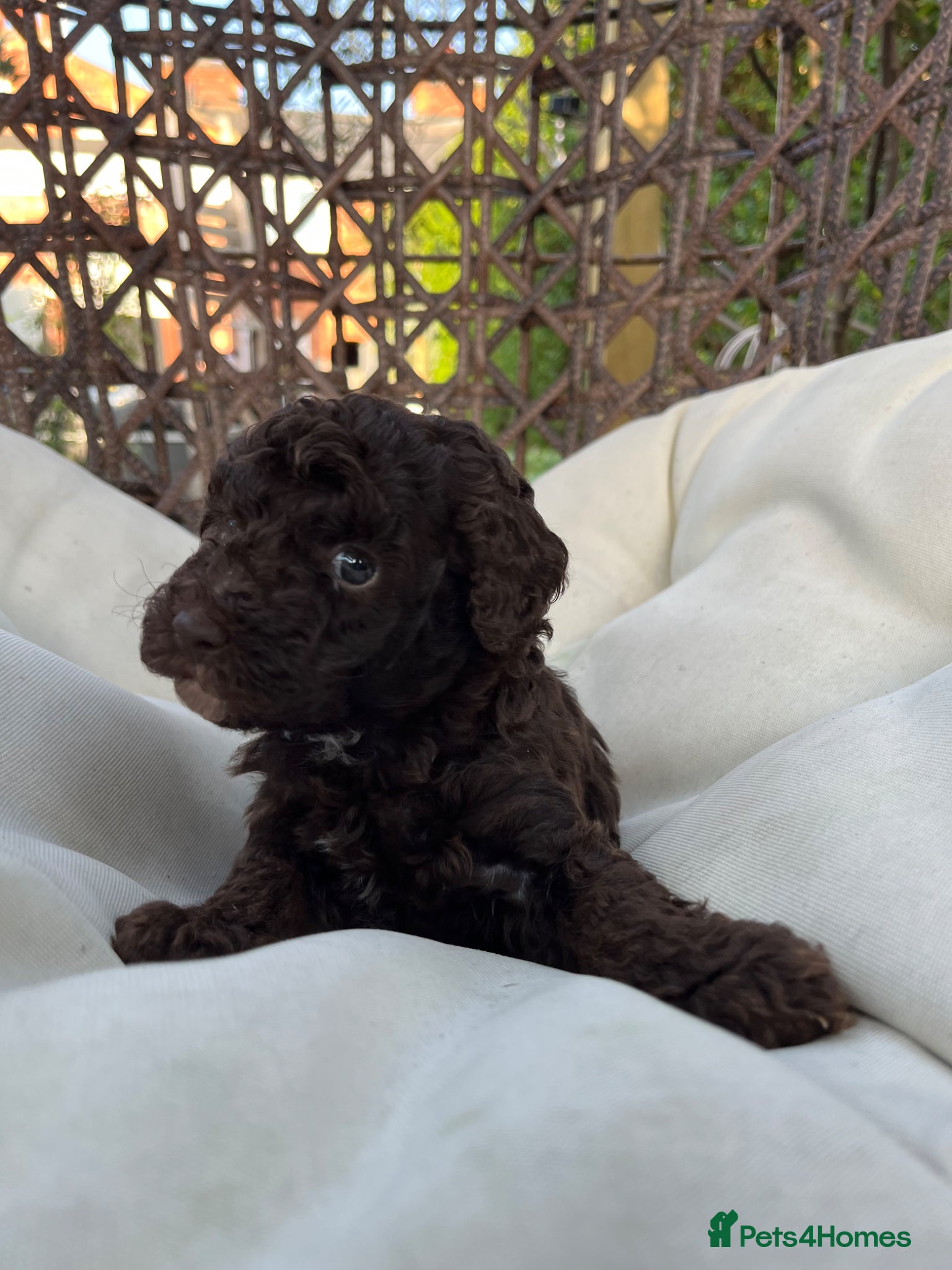 Toy Poodle dogs Adorable Full Pedigree Toy Poodle Puppies - Advert 1