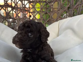 Toy Poodle dogs Adorable Full Pedigree Toy Poodle Puppies - Advert 9