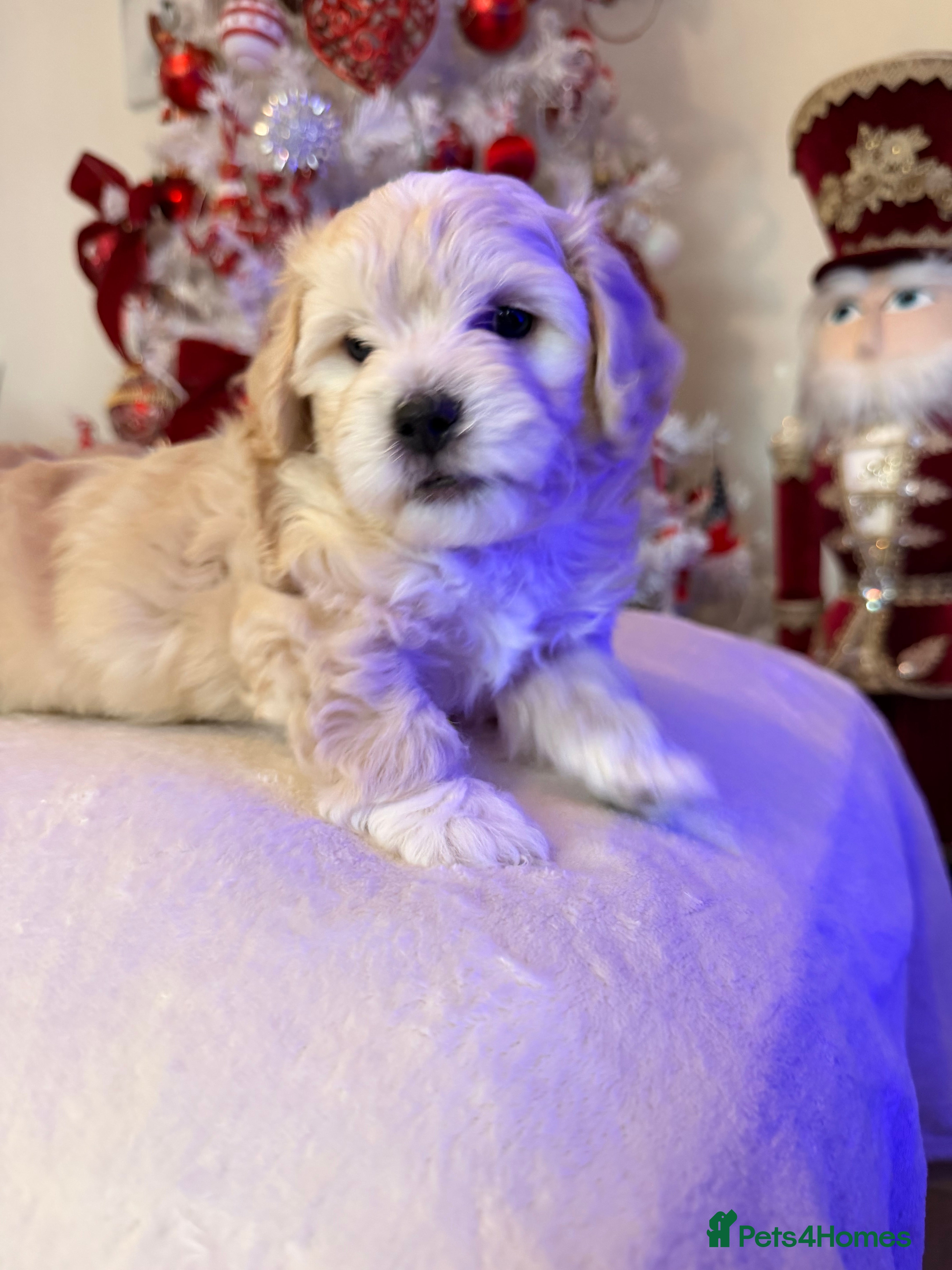 Mixed Breed dogs Malticavapoo - Advert 2