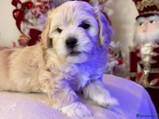 Mixed Breed dogs Malticavapoo - Advert 2