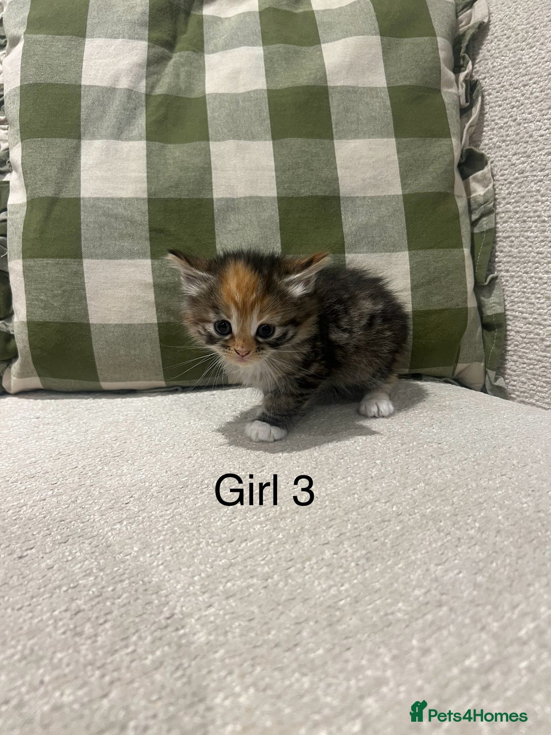 Mixed Breed cats for sale: Beautiful mixed part Siamese kittens  - Image 6