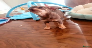 Chihuahua dogs - Advert 2