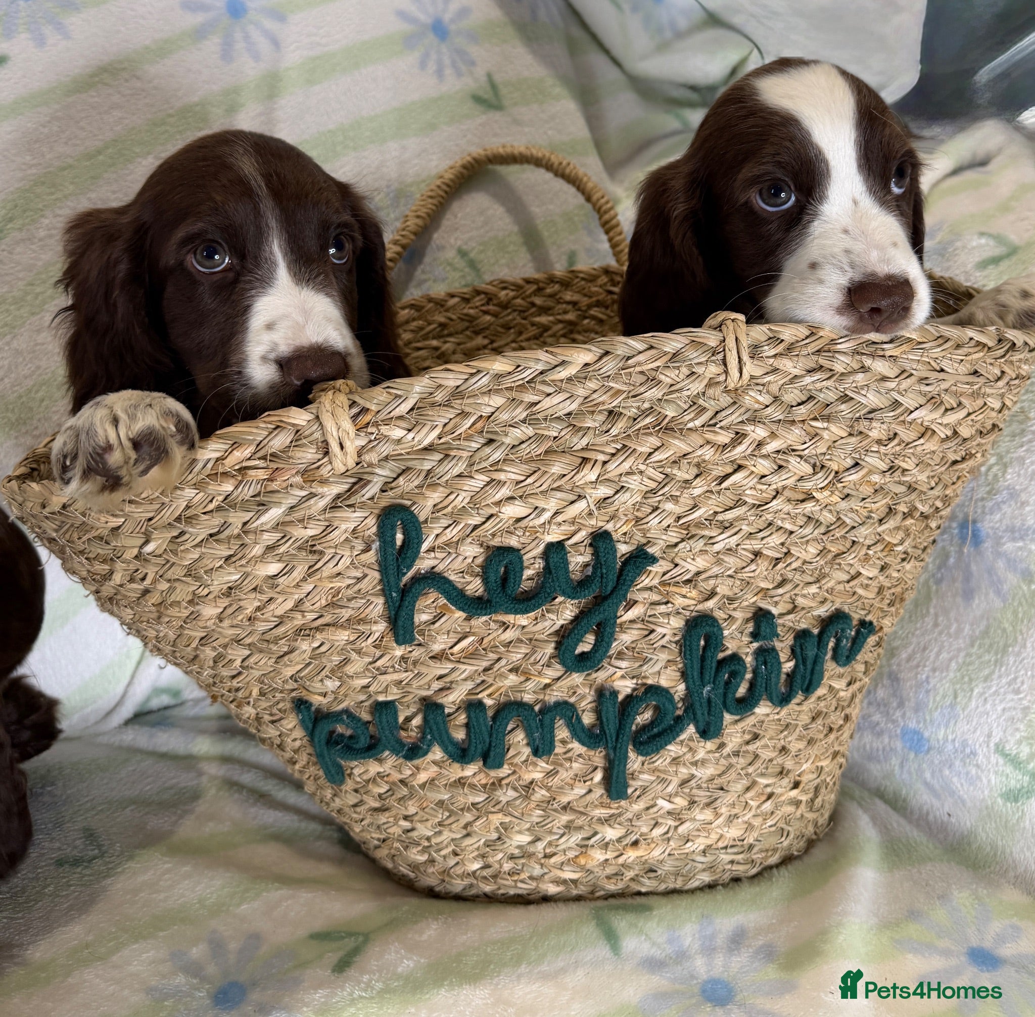 Cocker Spaniel dogs Cocker Spaniel Puppies *3 LEFT READY TO GO* - Advert 2