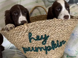 Cocker Spaniel dogs Cocker Spaniel Puppies *3 LEFT READY TO GO* - Advert 2