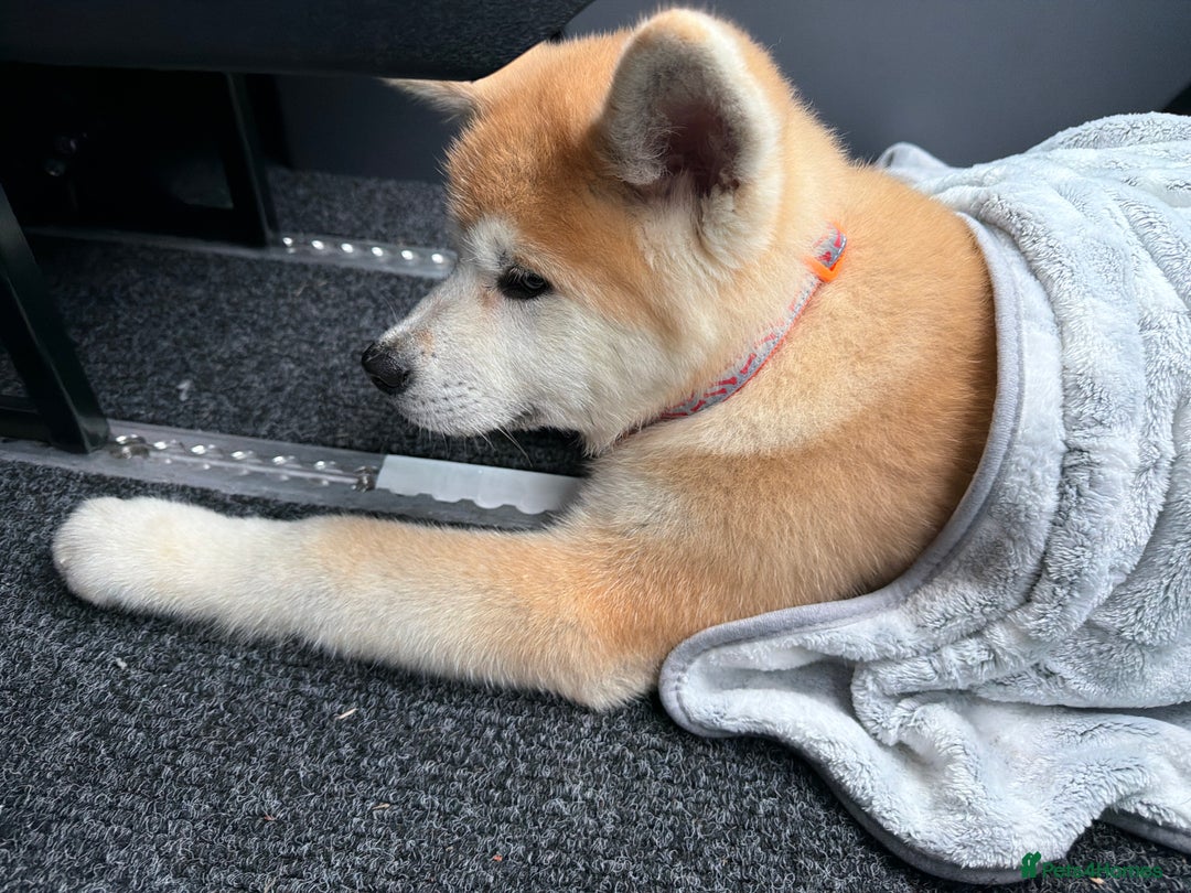 Japanese Akita Inu dogs for sale: Japanese Akita Puppy 10 Weeks Old - Advert 4