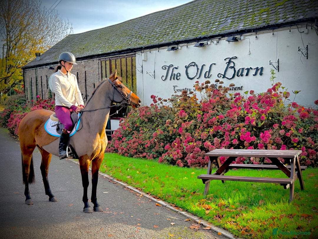 Other Breed horses for sale: Easy Allrounder  - Advert 2