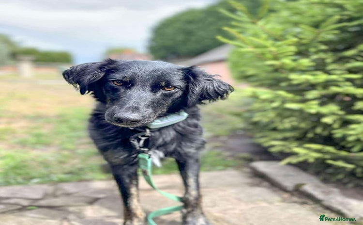 Mixed Breed dogs - Advert 4