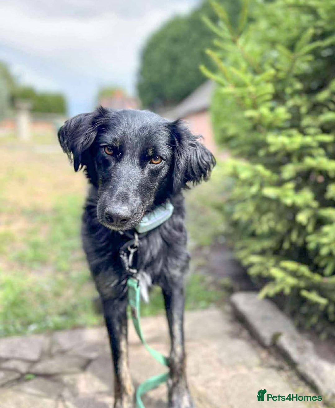Mixed Breed dogs for adoption: Ruby – Gentle, Silly, Escape-Artist Extraordinaire - Image 1