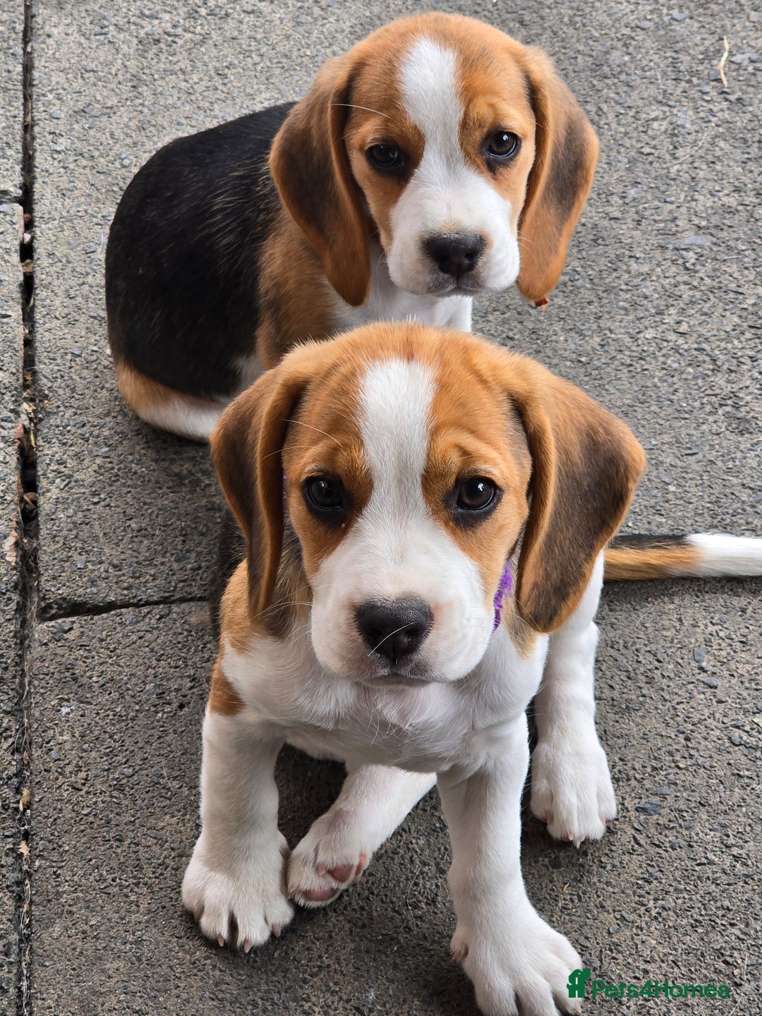 Beagle dogs for sale: 1 beagle girl left, ready now ❤️ in Warrington - Image 5