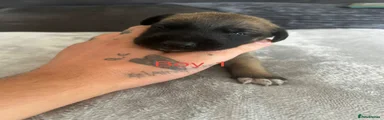 Mixed Breed 1
