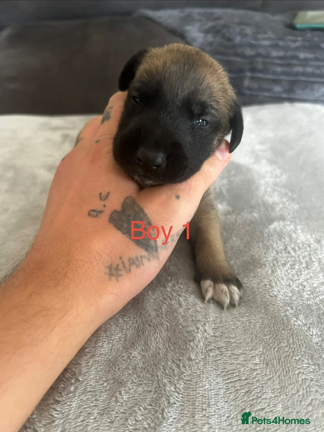 Mixed Breed dogs for sale: 6 stunning whippet x Belgian Malinois  - Advert 2