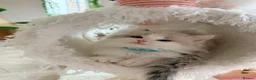 Ragdoll cats for sale: Stunning champion line Ragdoll kittens - Advert 12