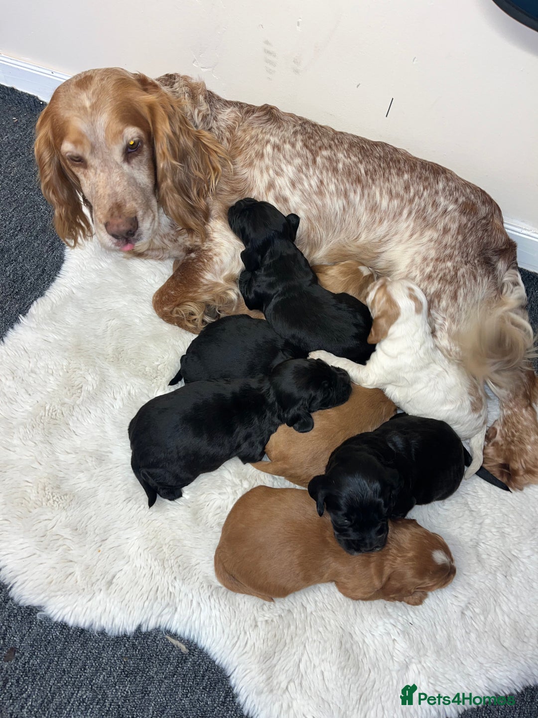 Cocker Spaniel dogs for sale: 8 beautiful cocker spaniel puppy’s  - Advert 1