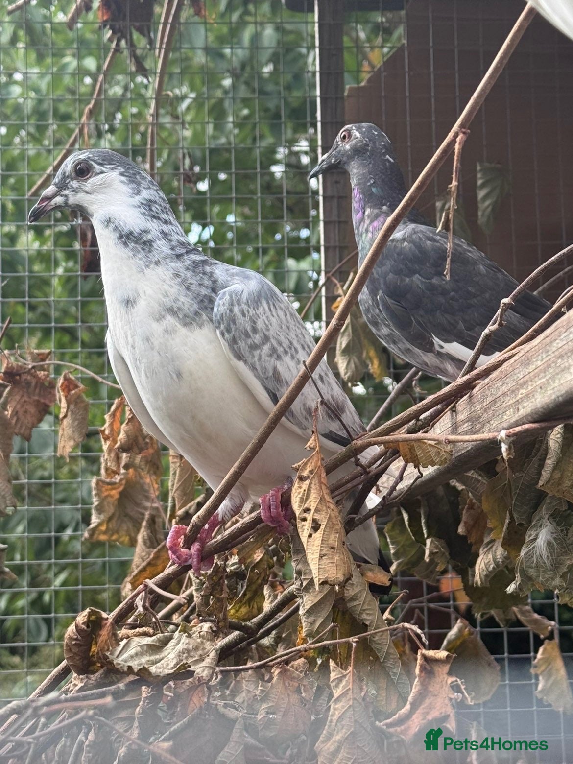 Pigeons birds Homing pigeons  - Advert 2