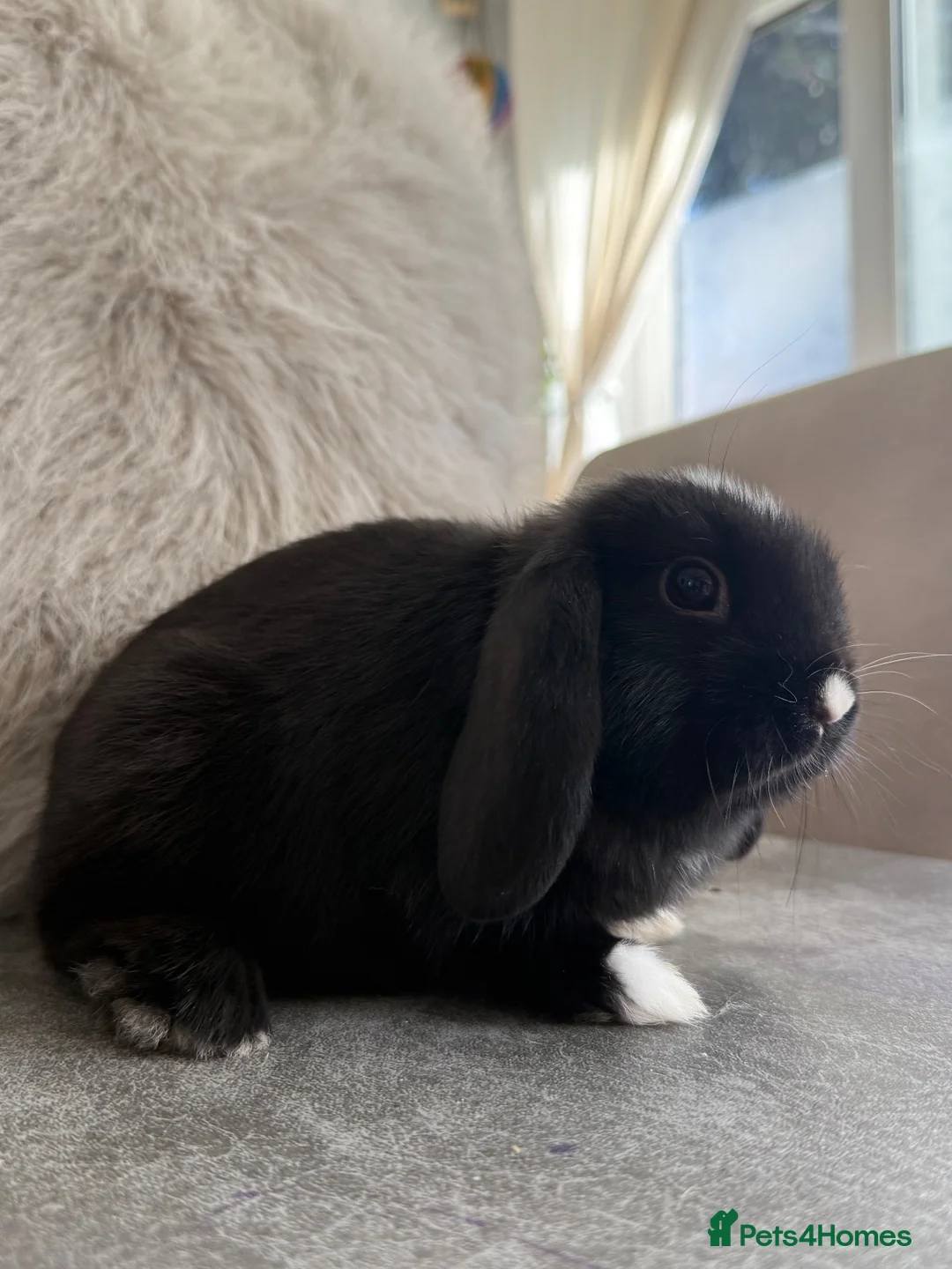 Mini Lop rabbits for sale: Lovely Mini Lops  - Advert 10