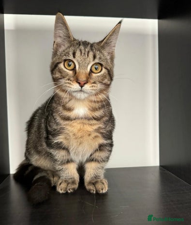 Munchkin cats Stumpy MUNCHKIN KITTEN - 1 BOY LEFT ❤️ - Advert 1