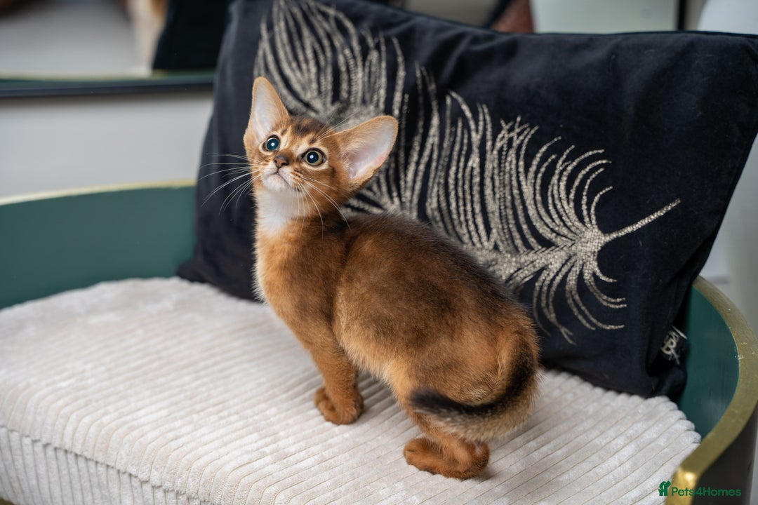 Abyssinian cats for sale: Premium Abyssinian kittens-TICA- Champion Pedigree - Image 10