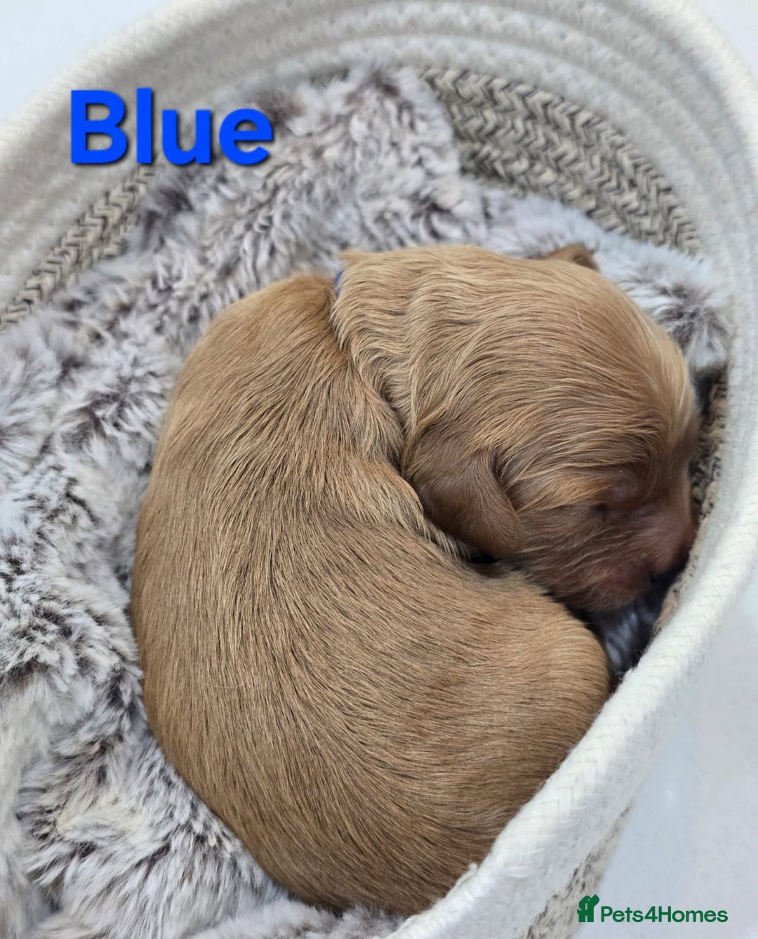 Cavapoo dogs for sale: Cavapoo Toy F1 ❤️ DNA TESTED - Advert 12