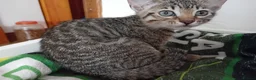 Bengal cats for sale: Bengal Kittens: Princess, Hunter & Friend - Advert 29