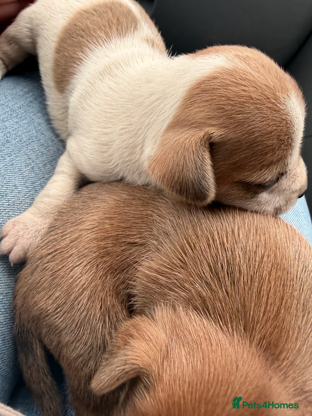 Jack Russell dogs for sale: Jack Russell  - Advert 2