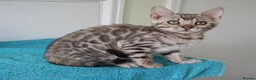 Bengal cats for sale: Superb Bengal Girl Kitten - Advert 5