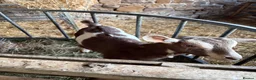 Goats livestock for sale: 2 X Goats for sale in Newcastle upon Tyne - Advert 4