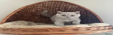 Fawn British Shorthair Male 2