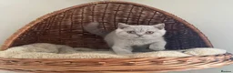 British Shorthair cats for sale: 🐾 Fawn British Shorthair  🐾 - Advert 8