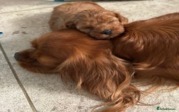 Cavapoo dogs for sale: Stunning premium F1 Cavapoo babies 🥰 - Image 34