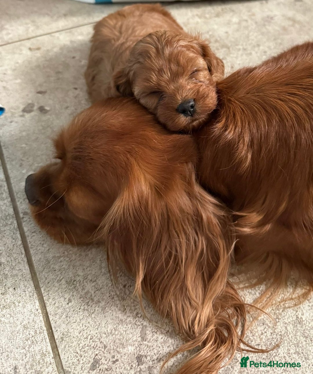 Cavapoo dogs for sale: Stunning premium F1 Cavapoo babies 🥰 - Image 34