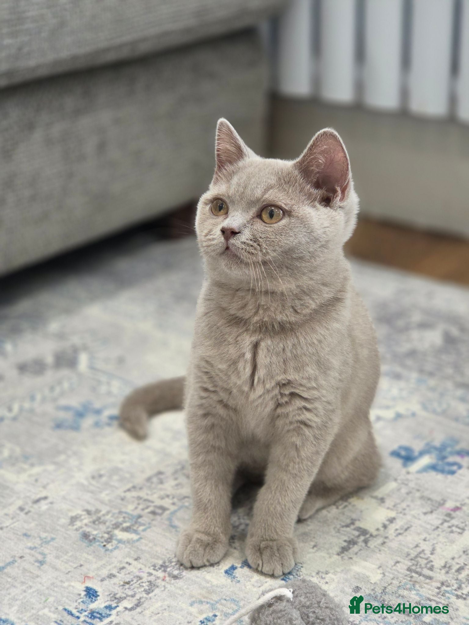 British Shorthair cats Gorgeous British Shorthair ✨️ Fawn Kitten ✨  - Advert 2