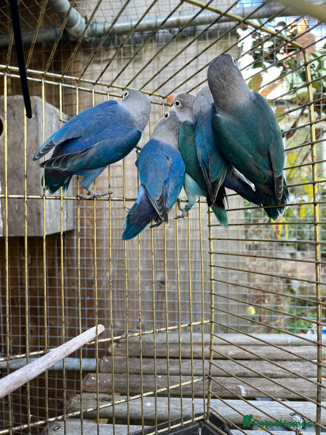 Lovebirds birds for sale: Young Fishers lovebirds for sale - Advert 3