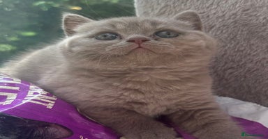 British Shorthair cats - Advert 12