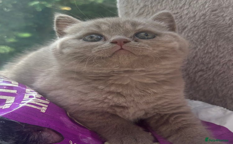 British Shorthair cats - Advert 1