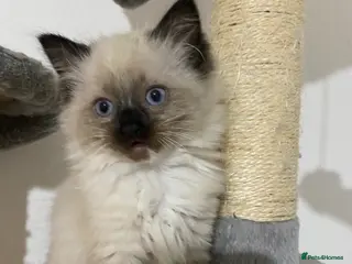 Ragdoll cats Ragdoll kittens - Advert 2