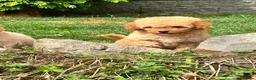 Mixed Breed dogs for sale: Exquisite litter of CAVAPOOCHONS ready now  - Advert 22