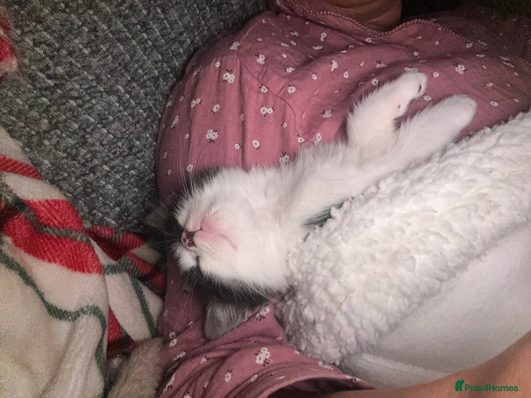 Mixed Breed cats for sale: One girl white with black/grey markings - Advert 3