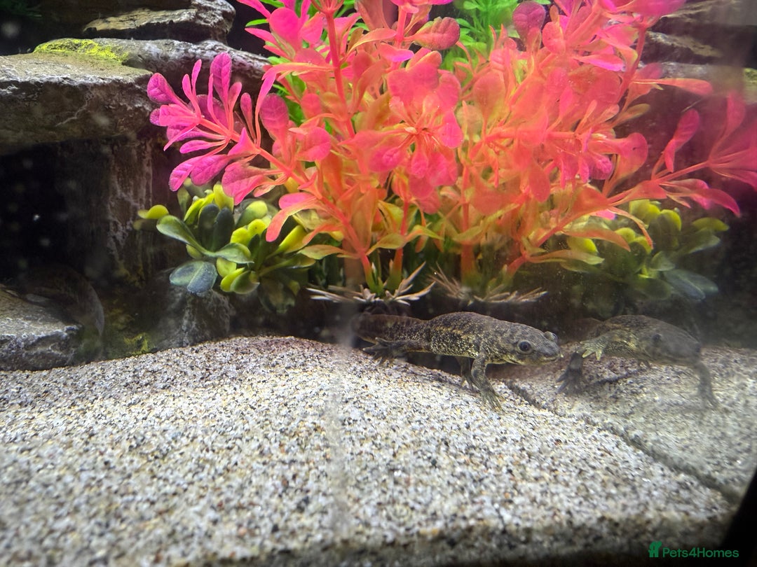Newt reptiles for sale: 2 Spanish ribbed newts and set up - Image 2
