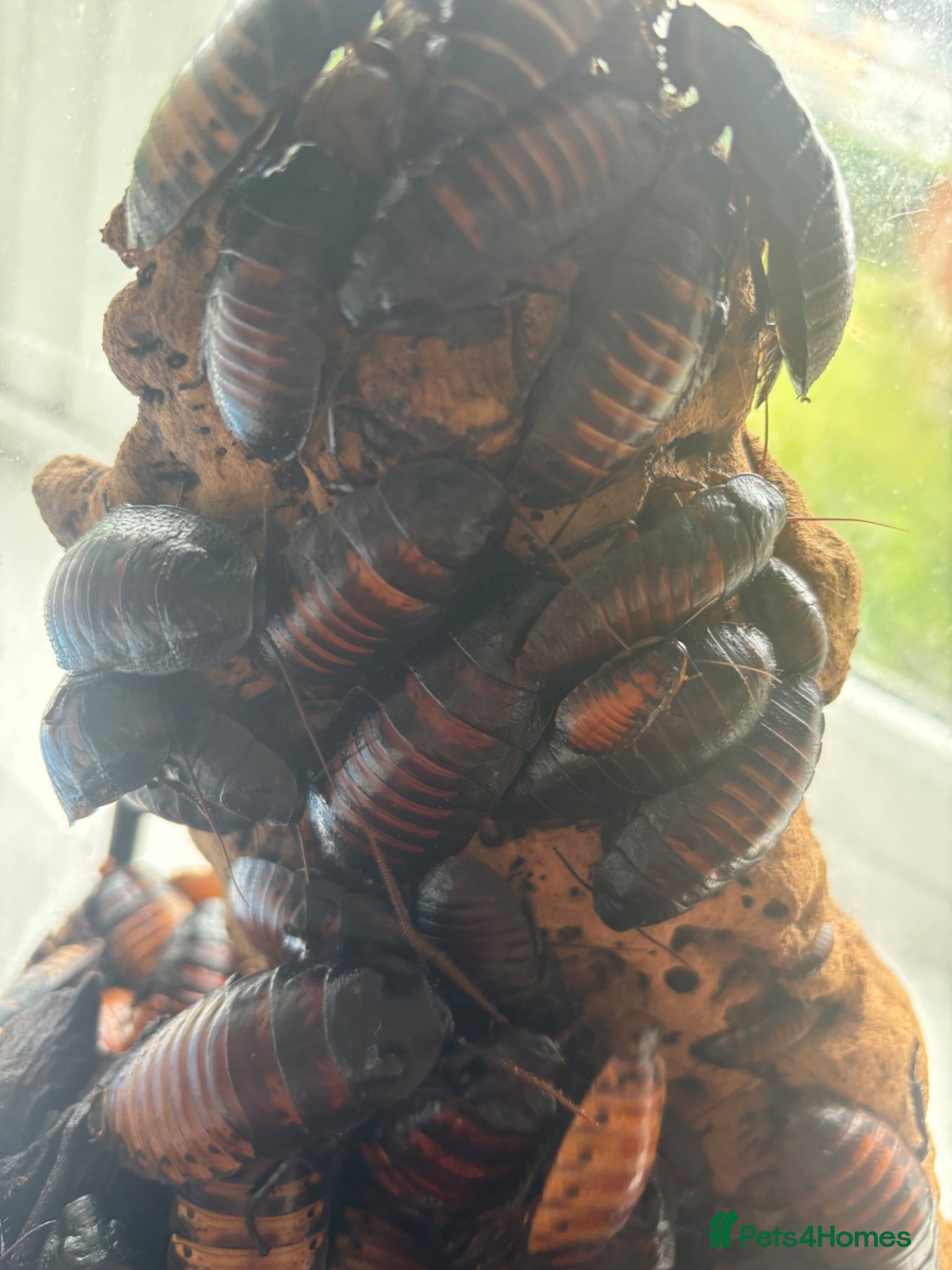 Cockroaches invertebrates for sale: Madagascan Hissing Cockroaches  in Birmingham - Advert 2