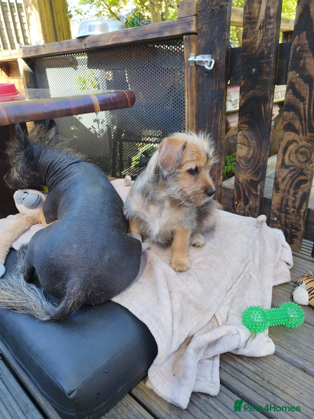 Mexican Hairless dogs for sale: Mexican Hairless cross Chinese crested puppies ❤️ - Advert 2