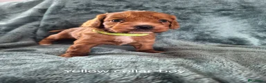 Cockapoo 1