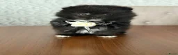 Pomeranian dogs for sale: Black, chocolate tri colour carrier girls - Advert 9